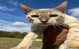 Bengal cats for sale: Male Snow & Female Brown Rosetta bengals - Image 10