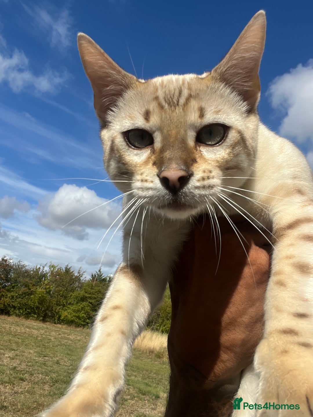 Bengal cats for sale: Male Snow & Female Brown Rosetta bengals - Image 10