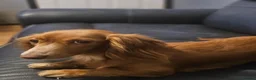 Miniature Dachshund dogs for sale: 4 beautiful longhaired babies - Advert 2