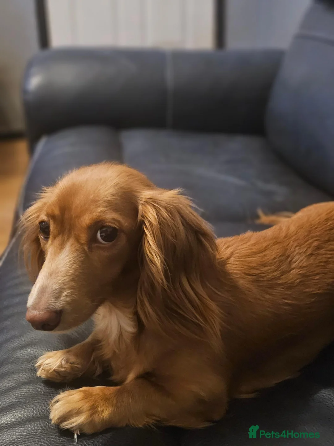 Miniature Dachshund dogs for sale: 4 beautiful longhaired babies - Advert 2