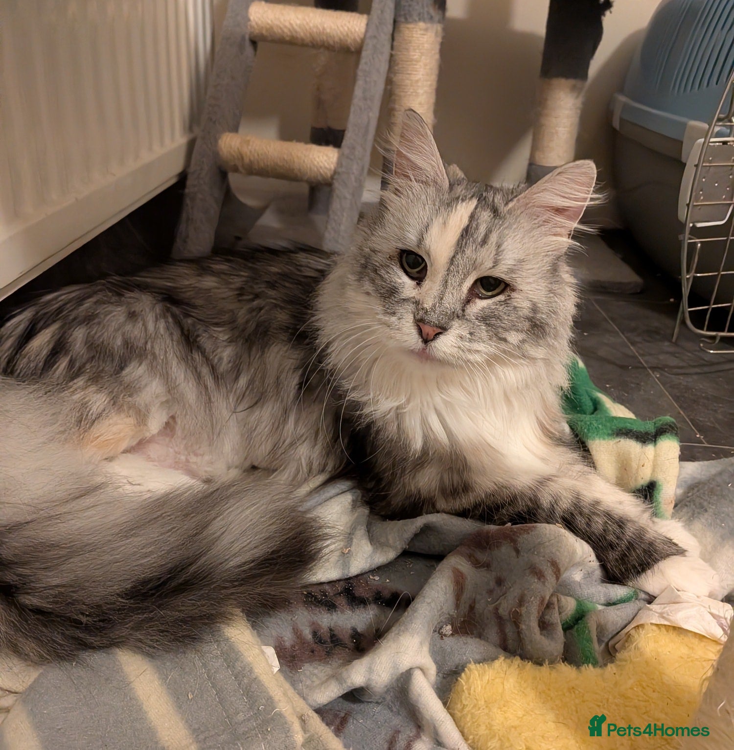 Norwegian Forest Cat cats Beautiful Alice is in need of a retirement home - Advert 1