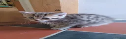 Mixed Breed cats for sale: Cat short hair british - Advert 1