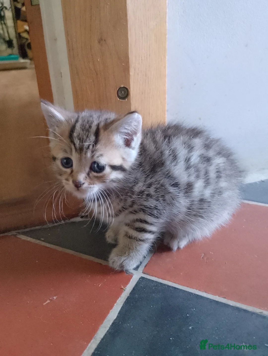 Mixed Breed cats for sale: Cat short hair british - Advert 1