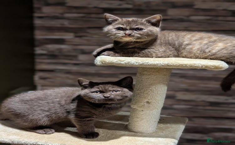 British Shorthair cats GCCF Pedigree BSH chocolate, lilac kittens 💙🩷 - Advert 2