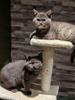 British Shorthair cats GCCF Pedigree BSH chocolate, lilac kittens 💙🩷 - Advert 10