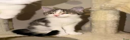 British Shorthair cats for sale: LAST Gorgeous kitten ready to go - Advert 8