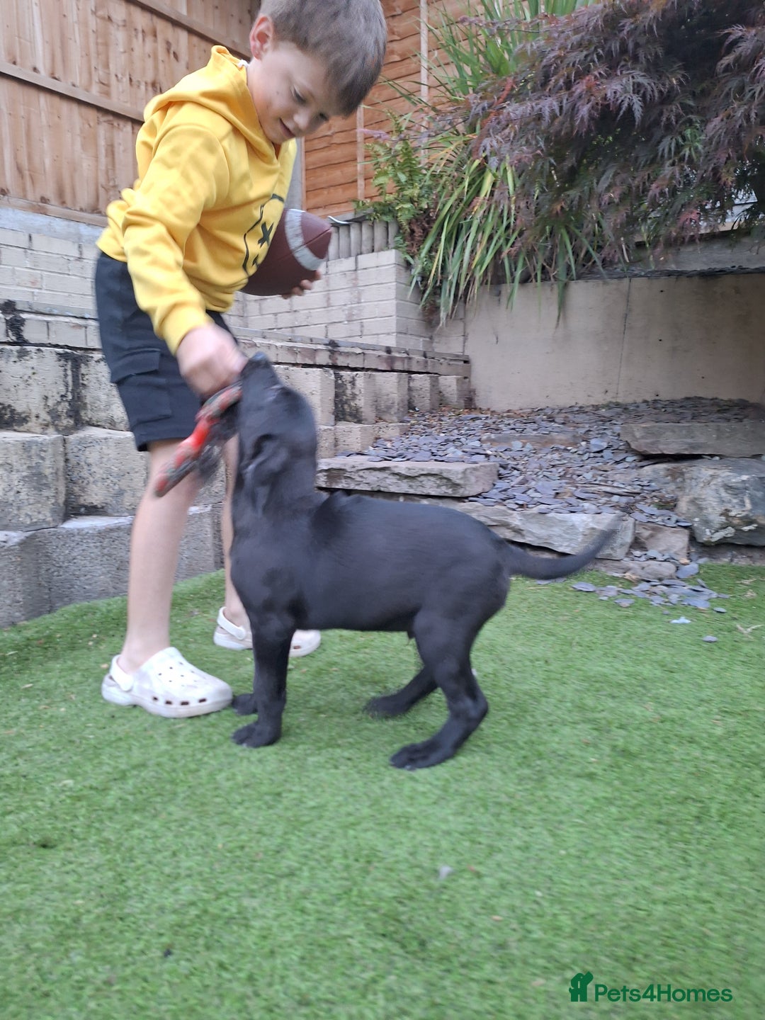 Labrador Retriever dogs for sale: ONLY 2 LEFT. Beautiful Healthy Labrador Puppies - Image 17