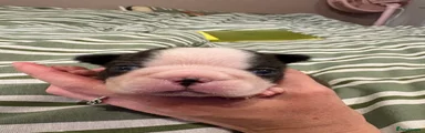 Boston Terrier 2