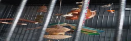 Conures birds for sale: Turquoise yellow sided/cinnamon  in Manchester - Advert 5