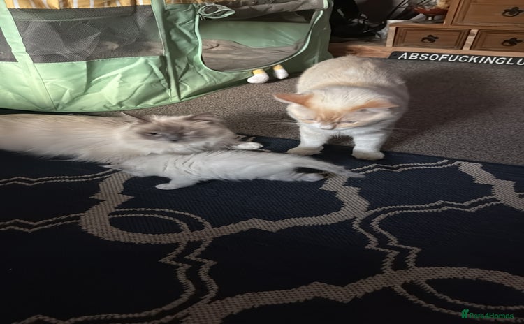 Ragdoll cats - Advert 7