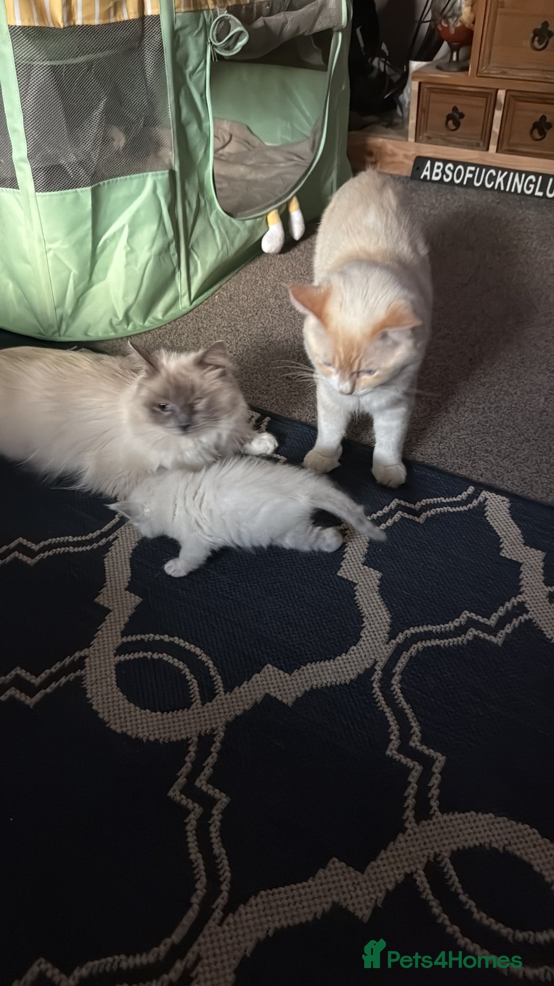 Ragdoll cats for sale: Ragdolls - Image 1