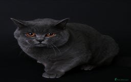 British Shorthair cats for stud: 🐾 Leo – Stunning GCCF BSH Stud Available Now 🐾 in Birmingham - Image 8