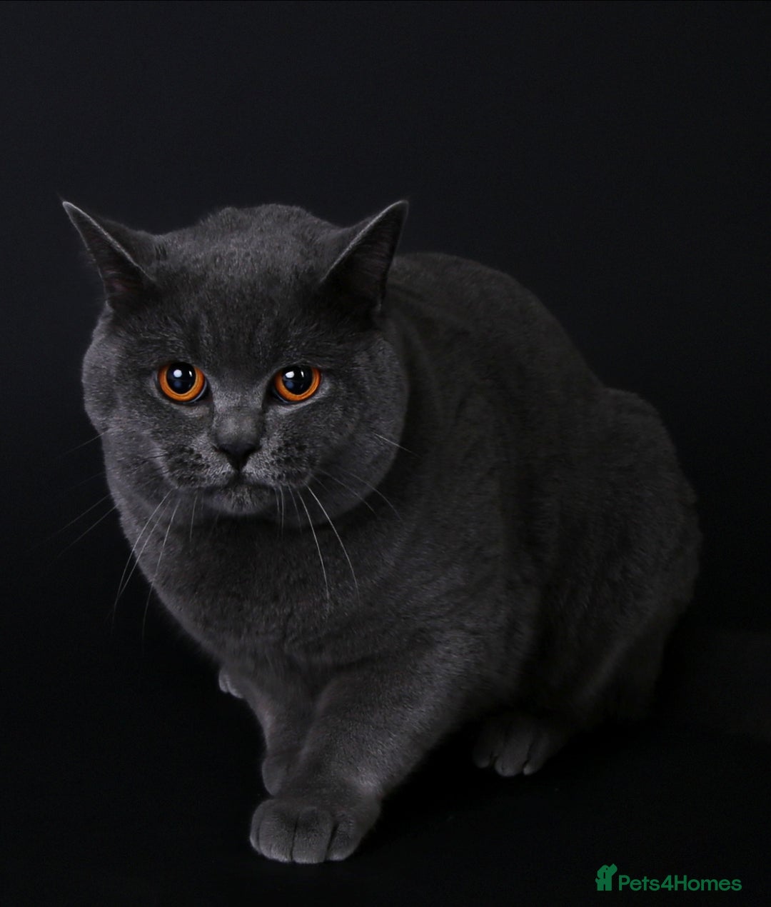 British Shorthair cats for stud: 🐾 Leo – Stunning GCCF BSH Stud Available Now 🐾 in Birmingham - Image 8