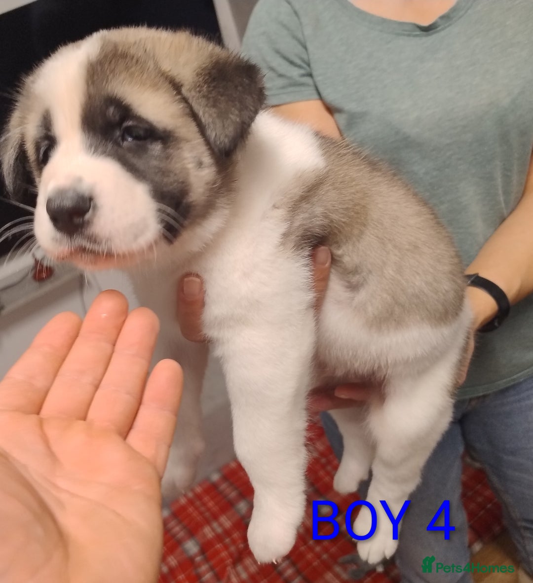 Akita dogs for sale: American Akita for sale - Advert 9