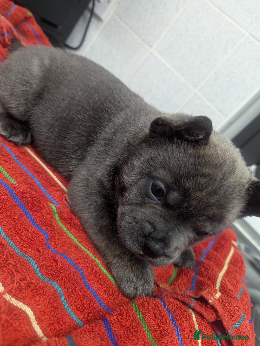 Mixed Breed dogs for sale: Beautiful Frenchie x chow chow puppies. - Advert 12