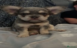 French Bulldog dogs for sale: fluffy frenchie  - Image 4