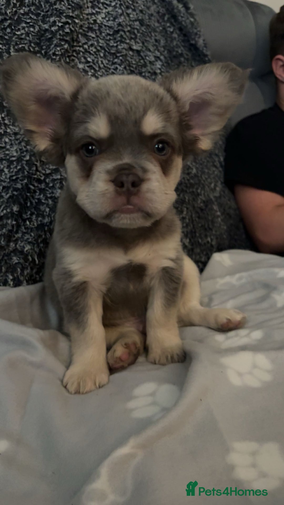 French Bulldog dogs for sale: fluffy frenchie  - Image 4