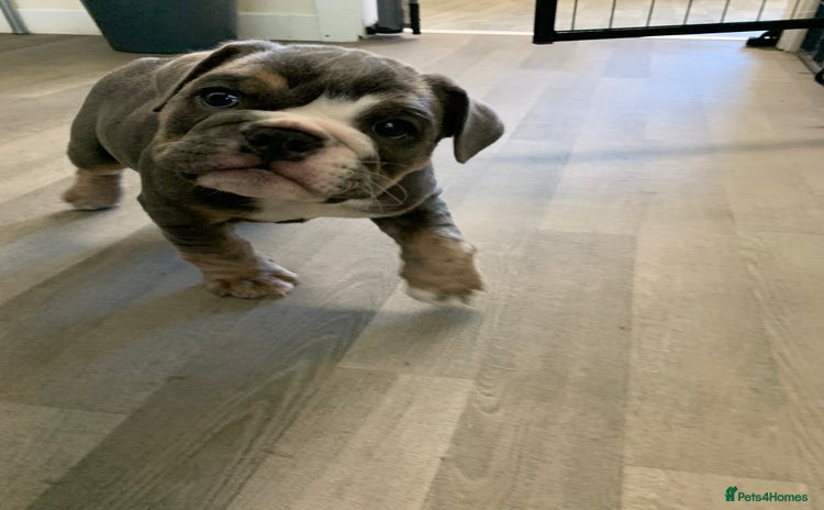 English Bulldog dogs - Advert 2