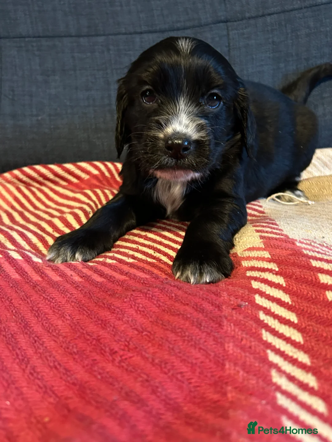 Mixed Breed dogs for sale: Cockapoo / Sprocker Puppies - Advert 11