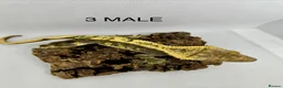 Gecko reptiles for sale: CRESTED GECKOS FOR SALE MALE AND FEMALE - Advert 9
