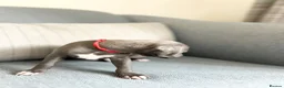 Italian Greyhound dogs for sale: Outstanding KC reg Italian greyhound puppies  - Advert 8