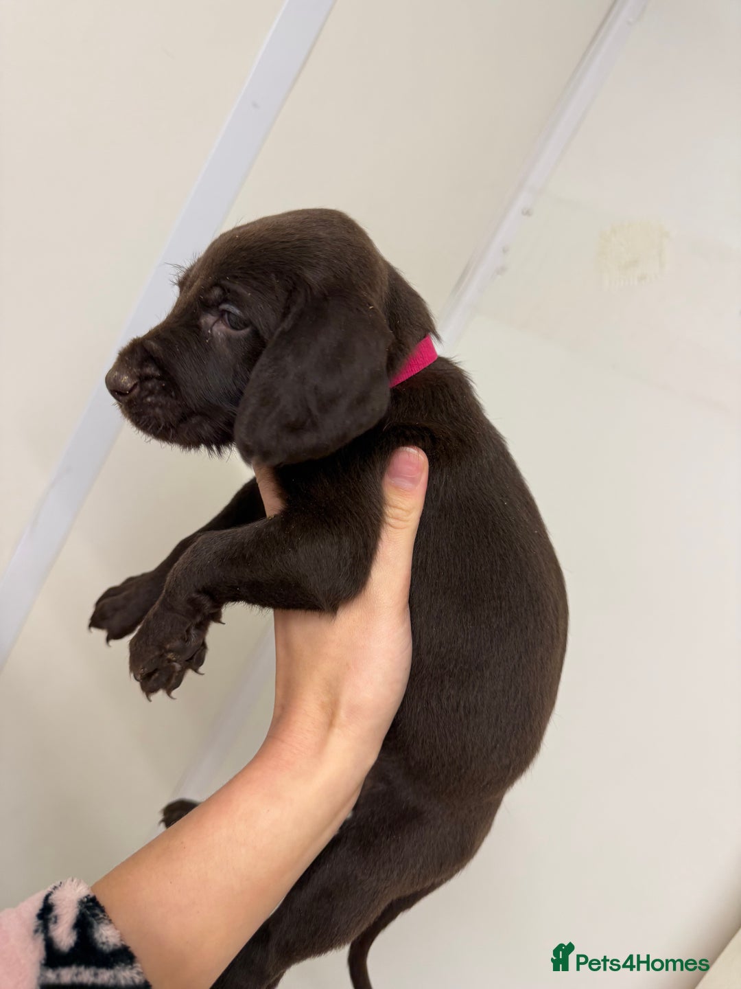 German Wirehaired Pointer dogs for sale: 11 German Wirehaired Pointer Puppys - Advert 12