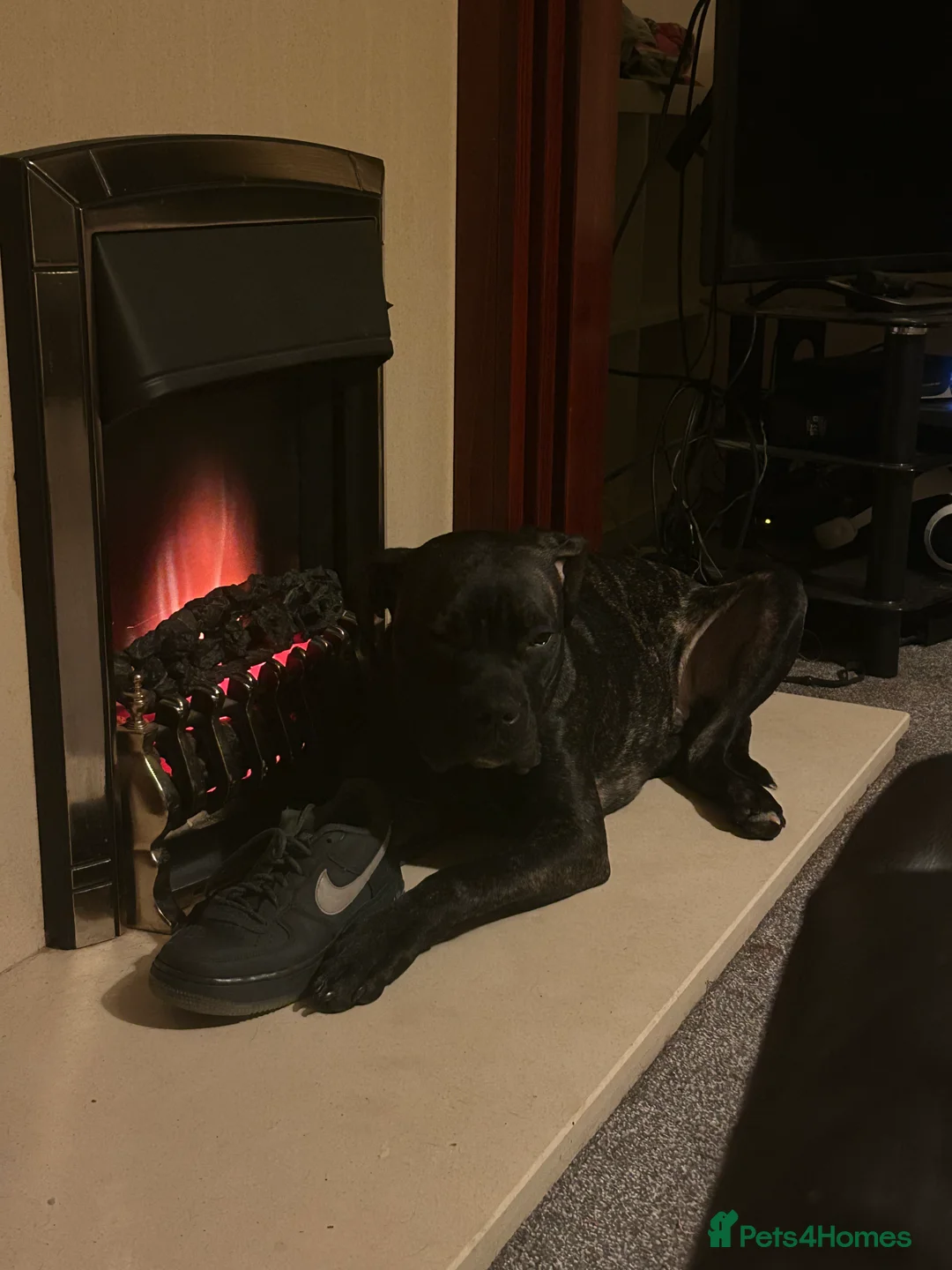 Mixed Breed dogs for sale: Needs gone immediately  - Advert 3