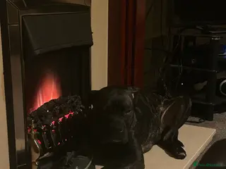 Mixed Breed dogs Needs gone immediately - Advert 2