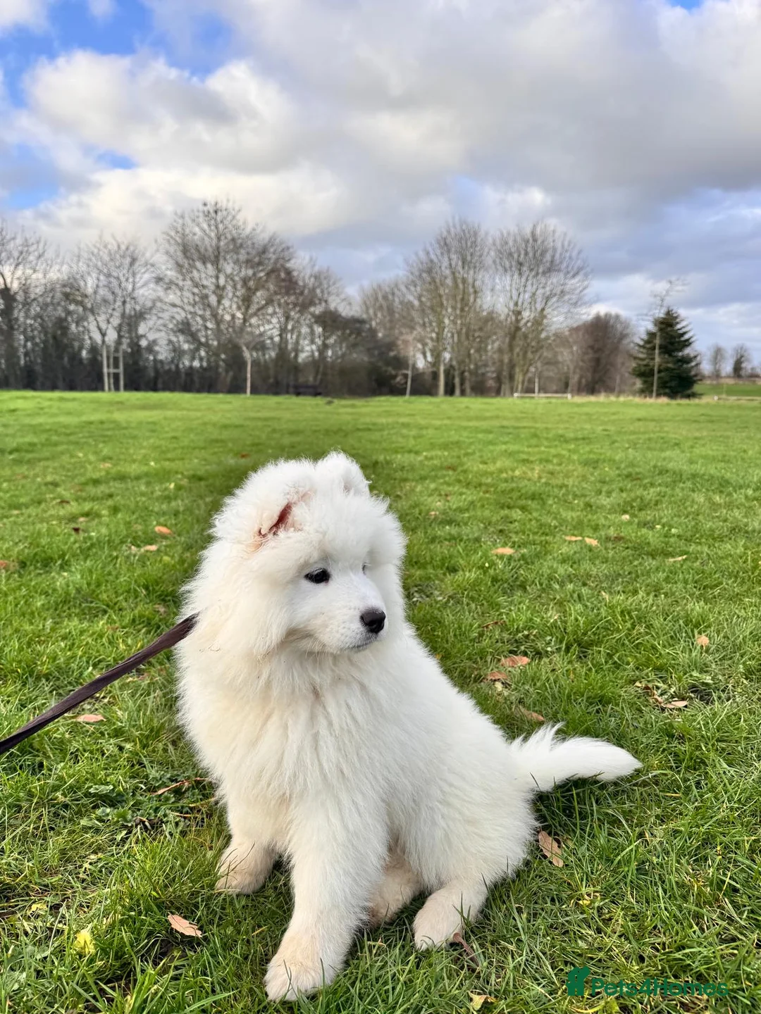 Samoyed dogs for sale: Lovely 1 GIRL Samoyed puppy - Advert 36