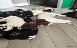 English Springer Spaniel dogs for sale: Kc springer puppies  - Image 8