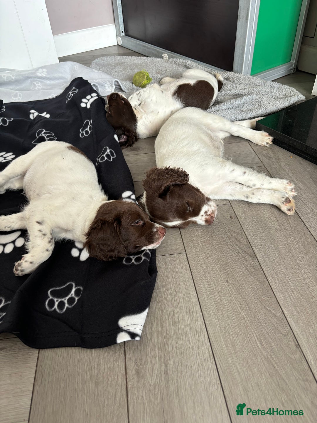 English Springer Spaniel dogs for sale: Kc springer puppies  - Image 8