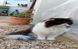 Persian cats for sale: Persian cat  - Image 4