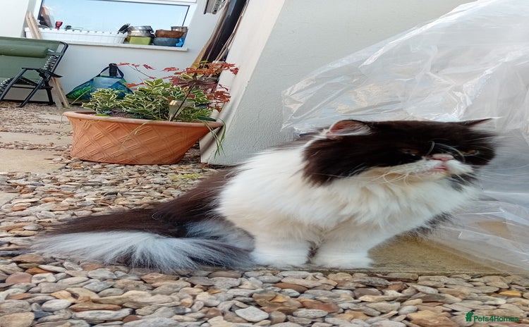 Persian cats - Advert 5