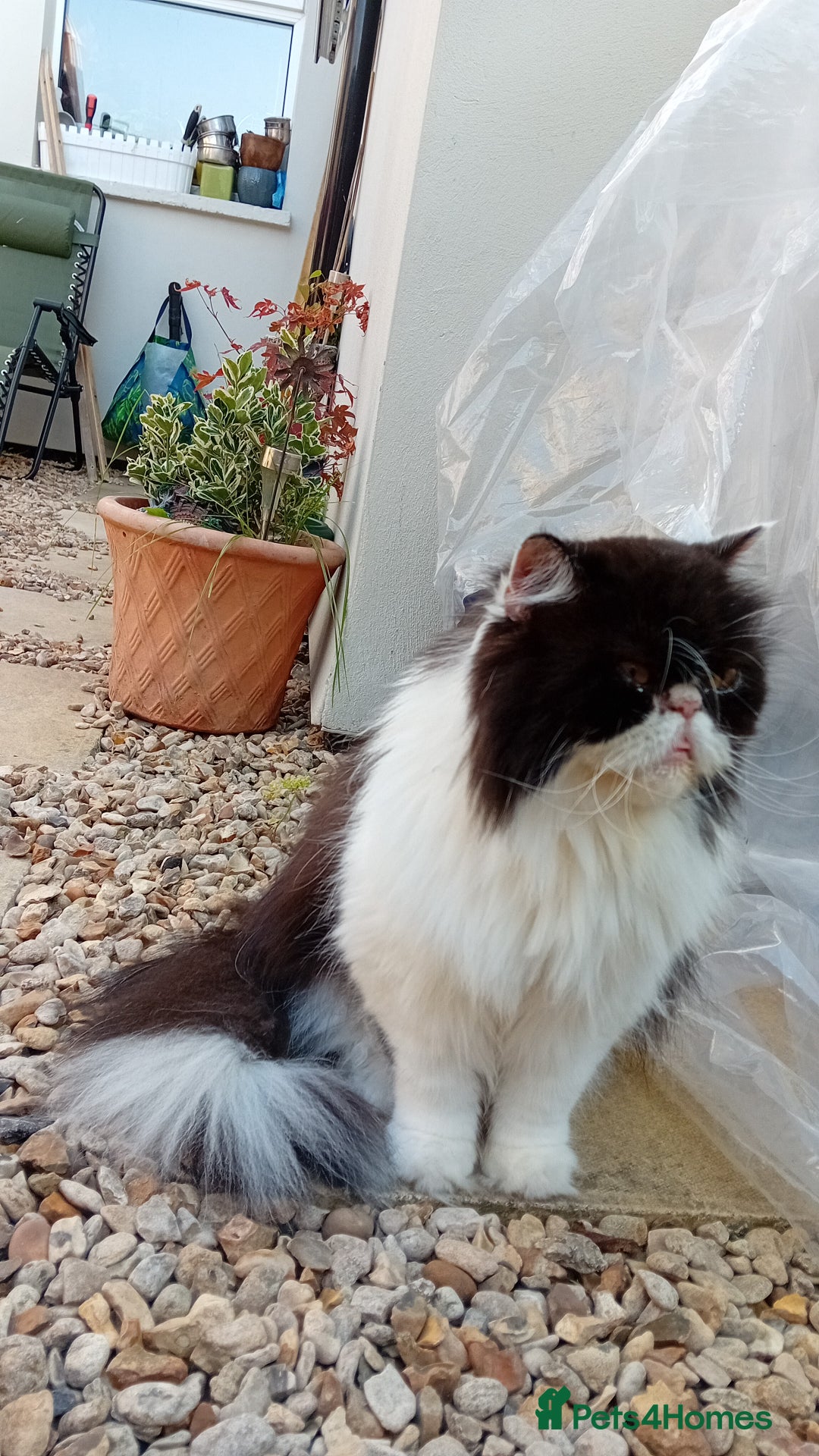 Persian cats for sale: Persian cat  - Image 4