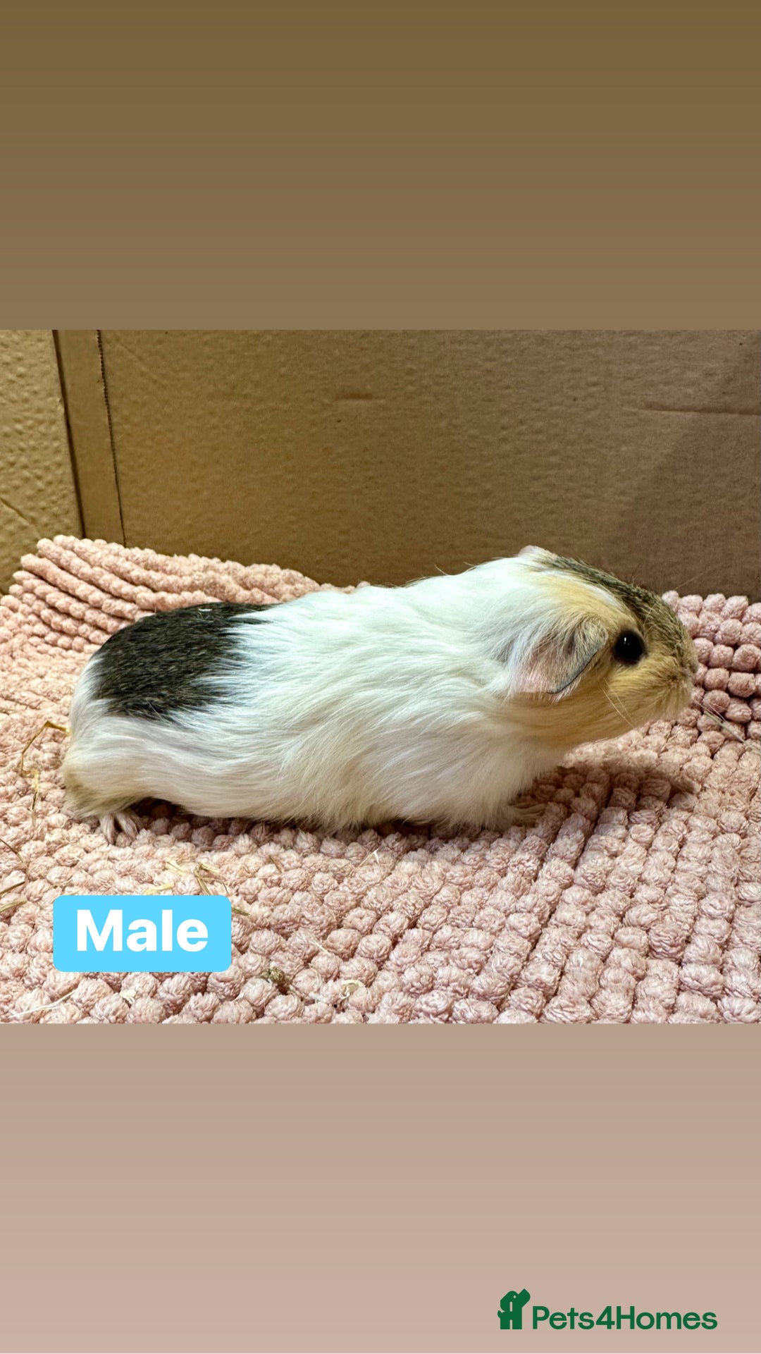 Guinea Pig rodents for sale: Young Guinea pigs  - Advert 22