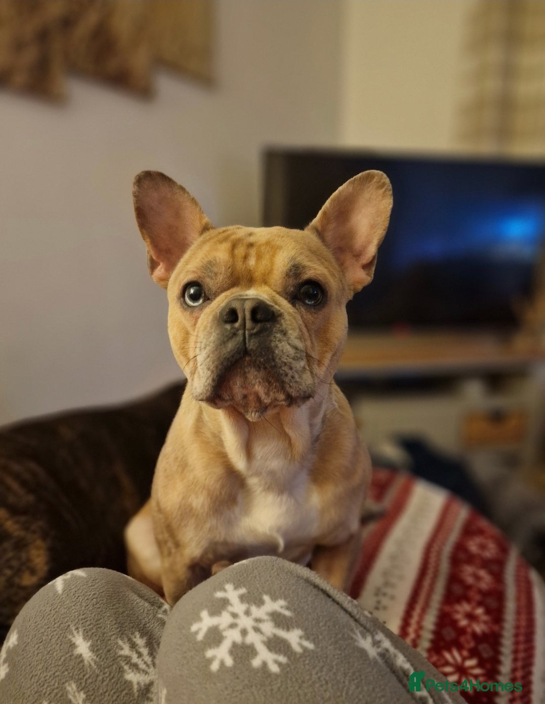 French Bulldog dogs Oreoo - Advert 8