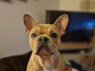 French Bulldog dogs Oreoo - Advert 8