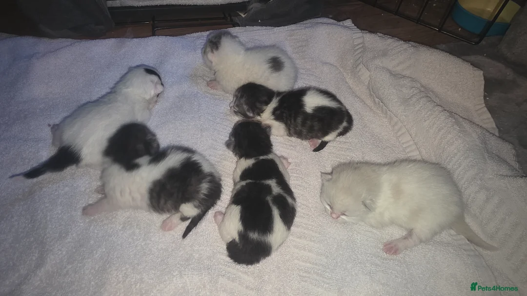 British Shorthair cats for sale: Britsh shorthair kittens - Advert 2