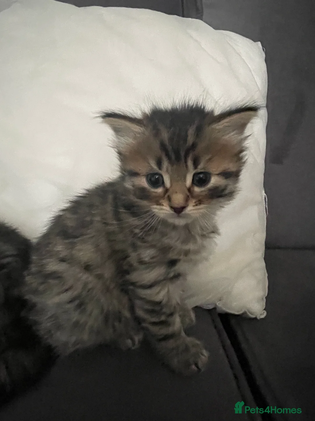 Domestic Shorthair cats for sale: two boy kittens  in Liverpool - Advert 3