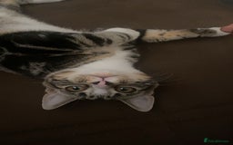 British Shorthair cats for sale: Friendly tabby kitten 6 months ready for new home  - Image 4