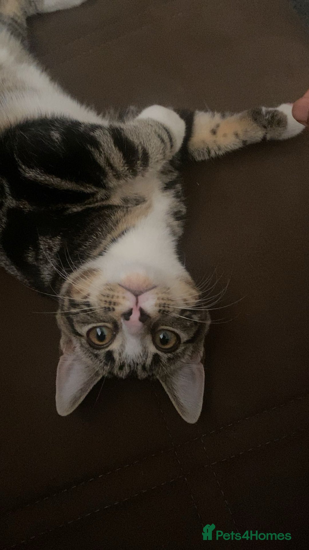 British Shorthair cats for sale: Friendly tabby kitten 6 months ready for new home  - Image 4