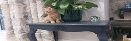 Mixed Breed cats for sale: Kittens ginger/black  - Advert 9