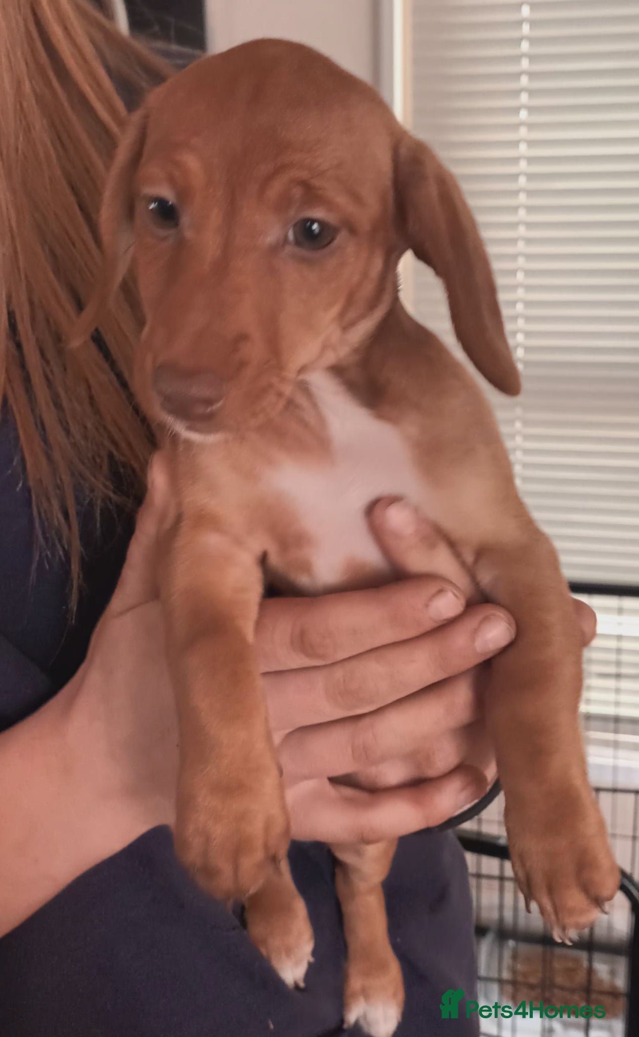 Jackshund dogs Jack russell x dachshund..daxijacks - Advert 2