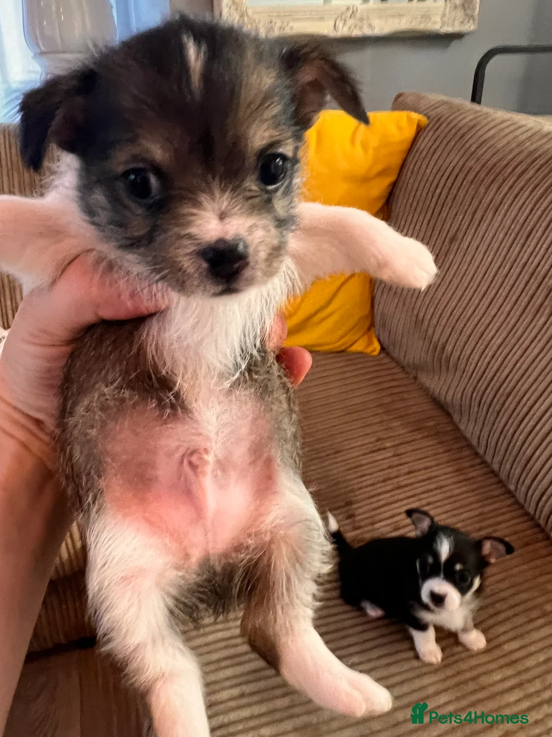 Mixed Breed dogs for sale: Adorable Malchi puppies available 🐶 - Advert 6