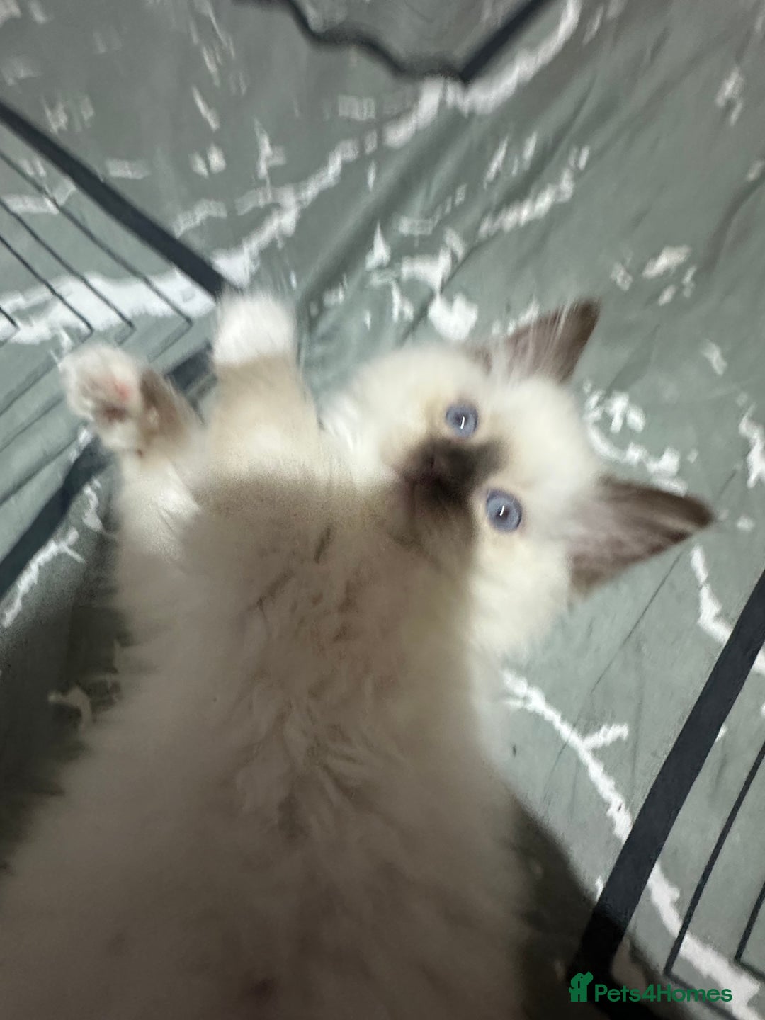 Ragdoll cats for sale: 1 beautiful blue eyed fluffy ragdoll left  - Image 4