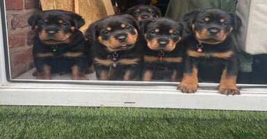 Rottweiler dogs - Advert 4