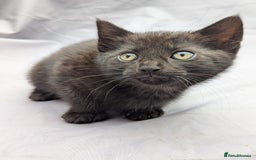 European cats for sale: Beautiful, friendly and playful kittens - Image 21