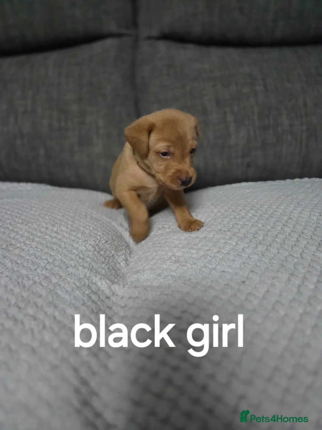 Labrador Retriever dogs for sale: Red fox labradors - Advert 5