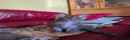 Maine Coon cats for sale: GCCF – Maine Coon kittens - Advert 7
