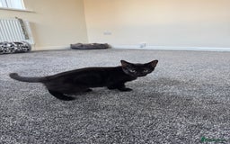 Mixed Breed cats for sale: Female black kitten - Image 2